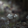 大好きな花