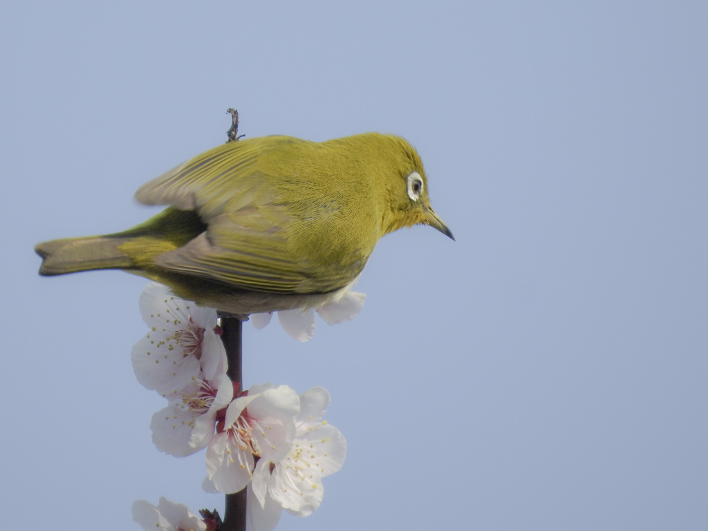 ウメジロー