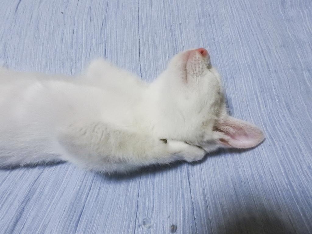 昼寝中