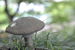 キノコに魅せられて