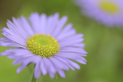 アズマギク（東菊、学名： Erigeron thunbergii ）