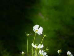 kosumosu