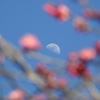 白い月