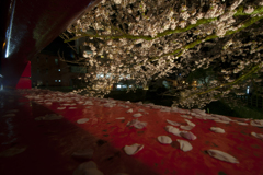 夜の桜