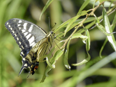スーパーモデル