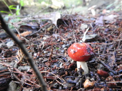 ドクベニタケ (24)