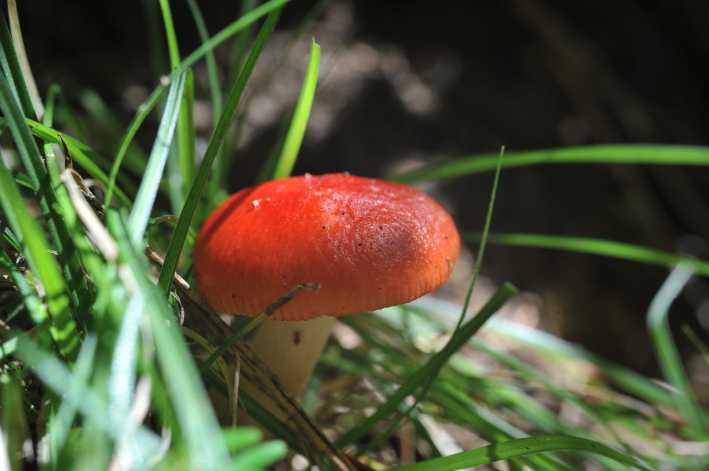 キノコに魅せられて