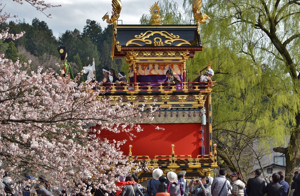 桜咲く高山祭り