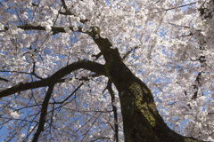輝桜