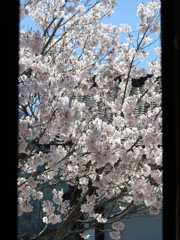 窓から見た桜