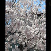 窓から見た桜