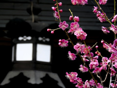 神社の紅梅