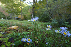 のの花