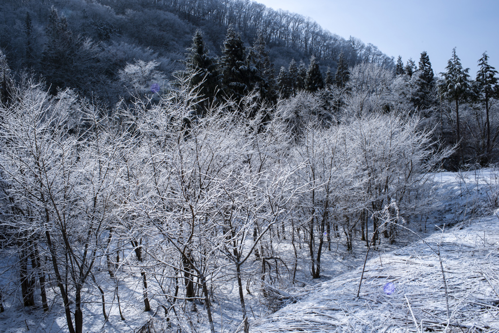 3月の雪