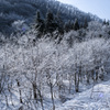 3月の雪