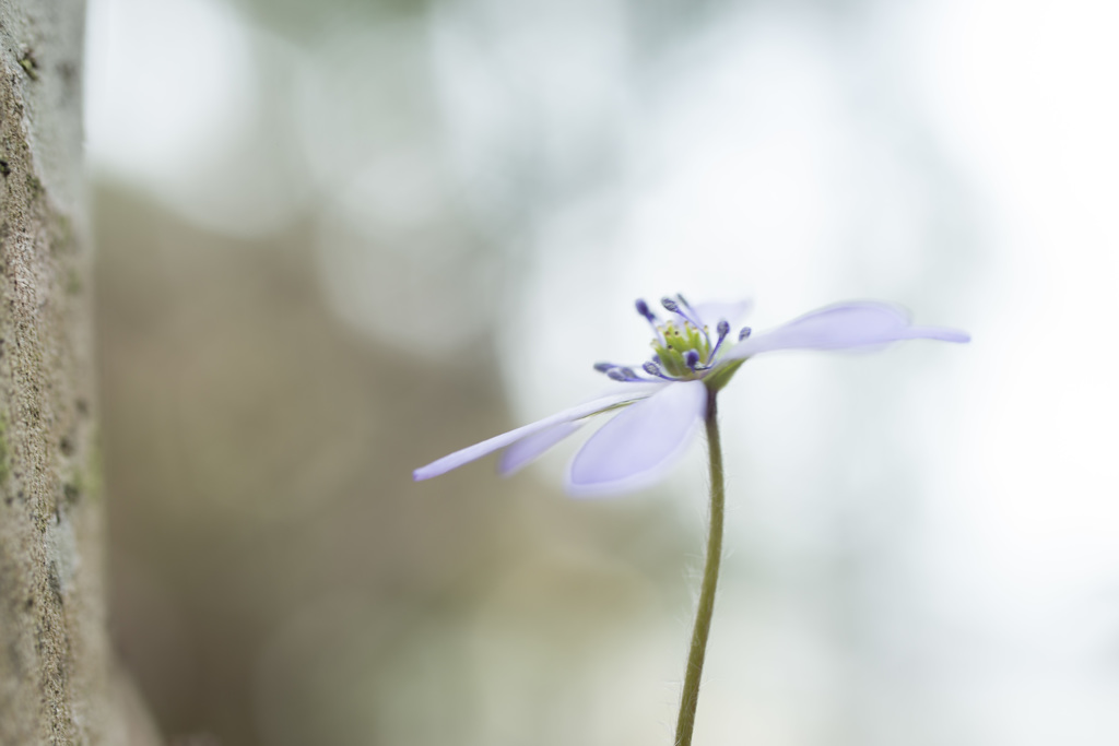 一花