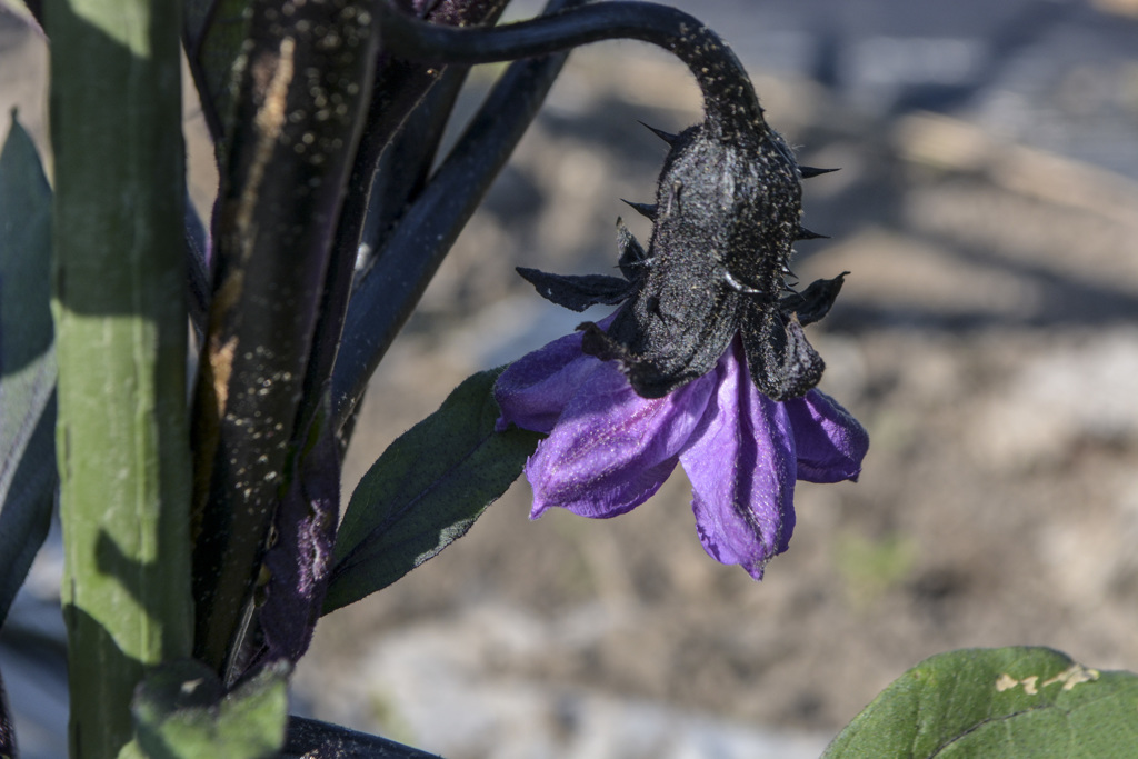 なすの花