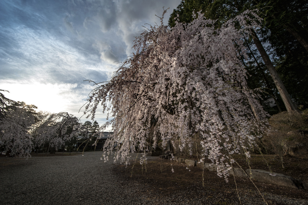 sakura