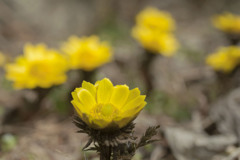 春の花