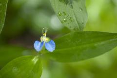 露草