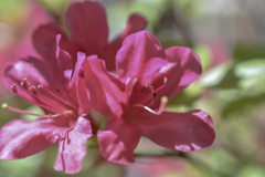 一緒に咲きました