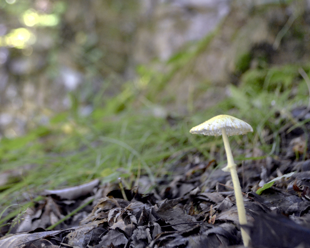 スリムなキノコ