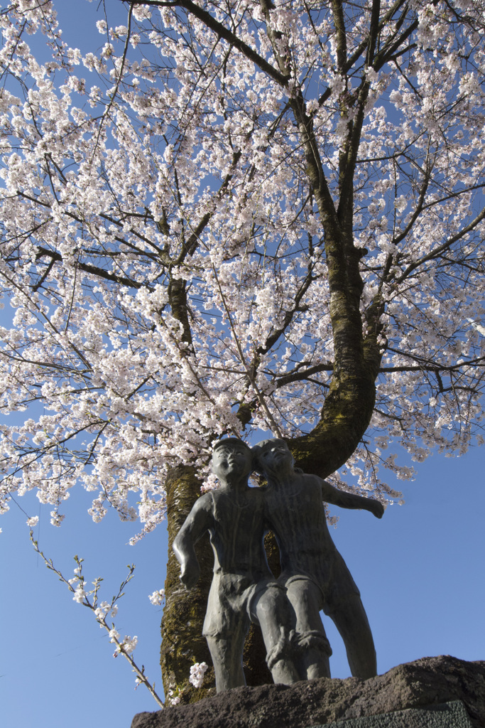学校の桜