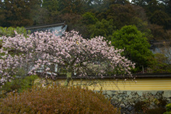 禅昌寺の梅の花