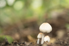 キノコに魅せられて