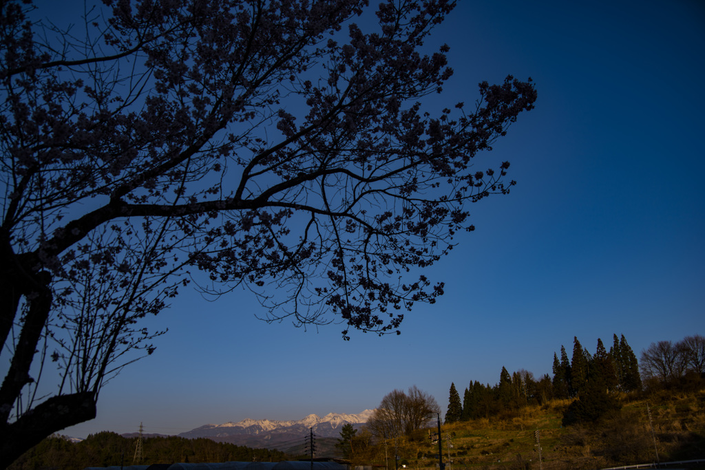 夕景の桜