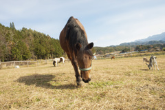 お馬さんです。