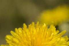 花火