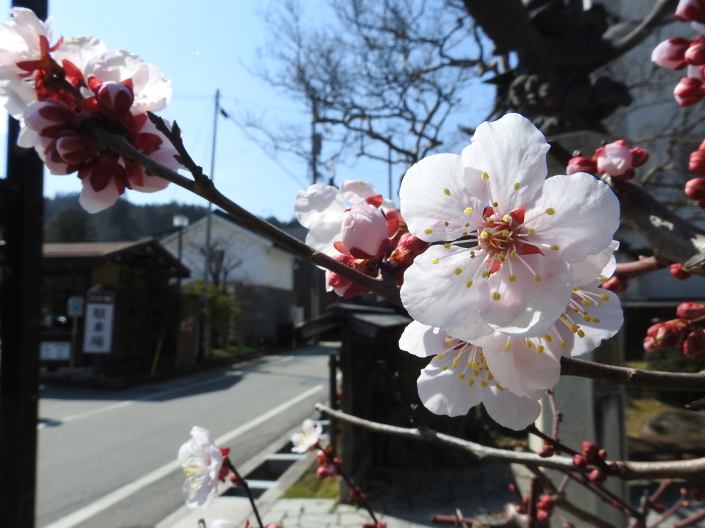 やっと咲きました。