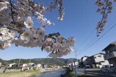 散歩道の桜