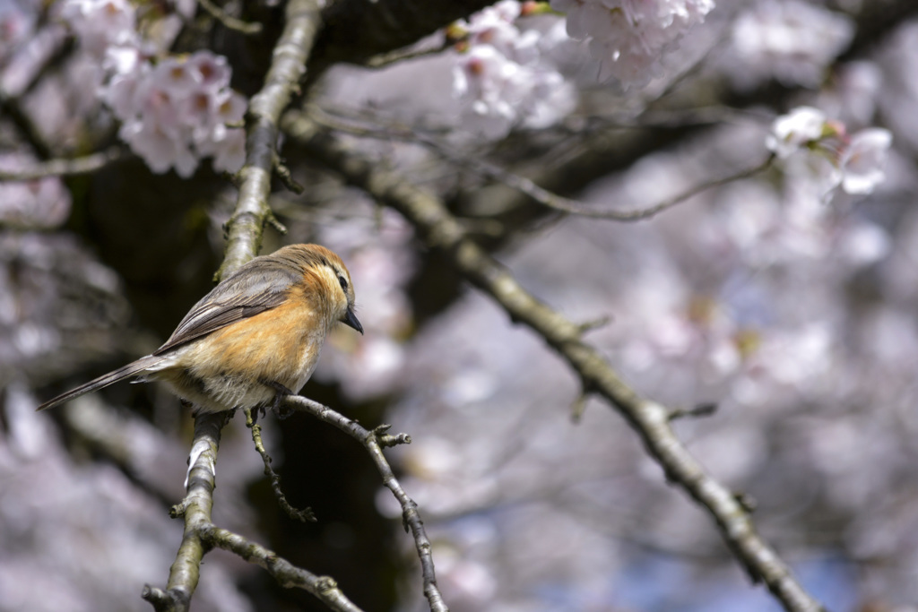 お花見