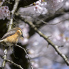 お花見