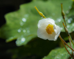 夏椿