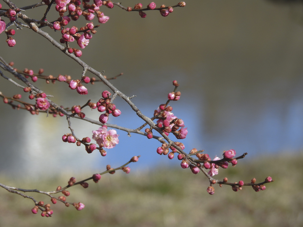水辺の梅の花