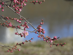 水辺の梅の花