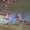 水辺の梅の花