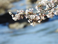 散歩道の桜