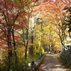 紅葉トンネル