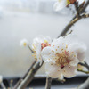 窓辺の梅の花