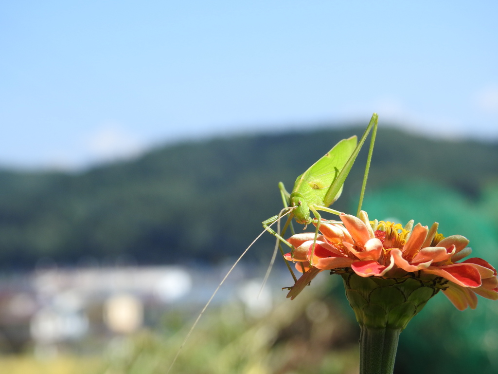 有頂天