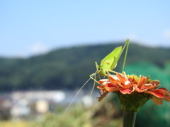 有頂天