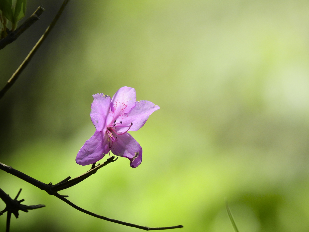 残り花