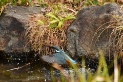 DSC_7355　それ！ひょっとして小枝？