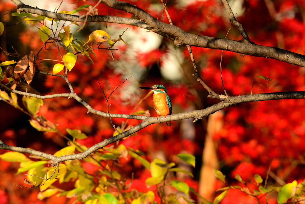 カワセミ紅葉