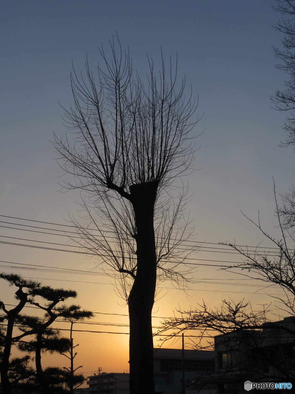 夕暮れにたたずむ木