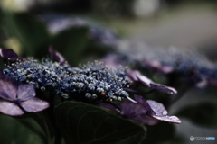 Rainy season